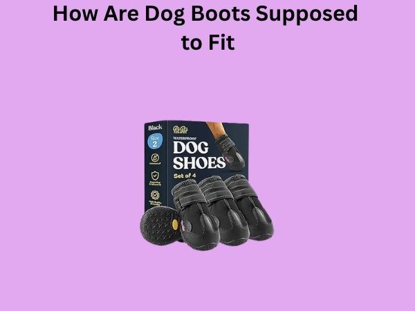 How Are Dog Boots Supposed to Fit